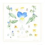 Dayflower Commelina communis 31x31 cm (12"x12") $140