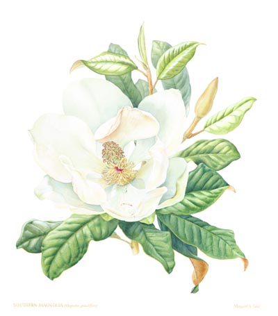 Limited edition Magnolia gradiflora print