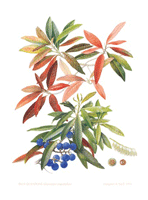 Botanical Print Elaeocarpus angustifolius (Blue Quandong) 55x43 cm (21.5"x17") $180