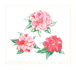 Camellia japonica "Lady Vanstatt" limited edition print 13.5" x 12.5" $120